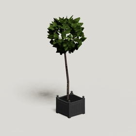 Topiary 3